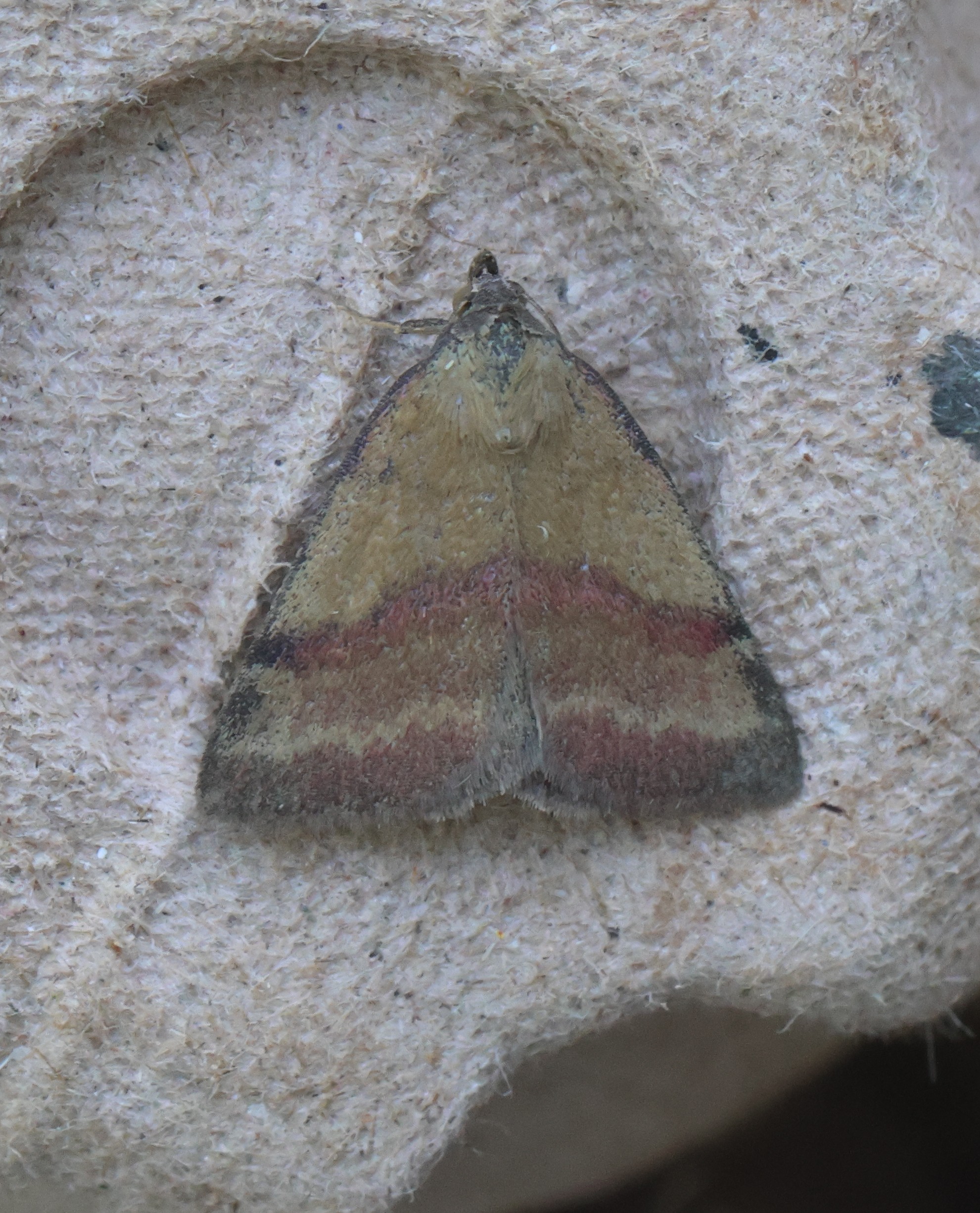 Photo of Small Purple-barred (Phytometra viridaria)